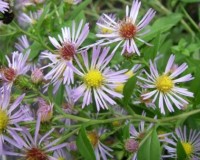 symphyotricum elliotii 11-10a.jpg